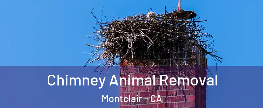  Chimney Animal Removal Montclair - CA